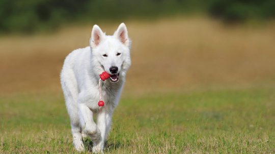 Beeztees: voor de verzorging van uw hond