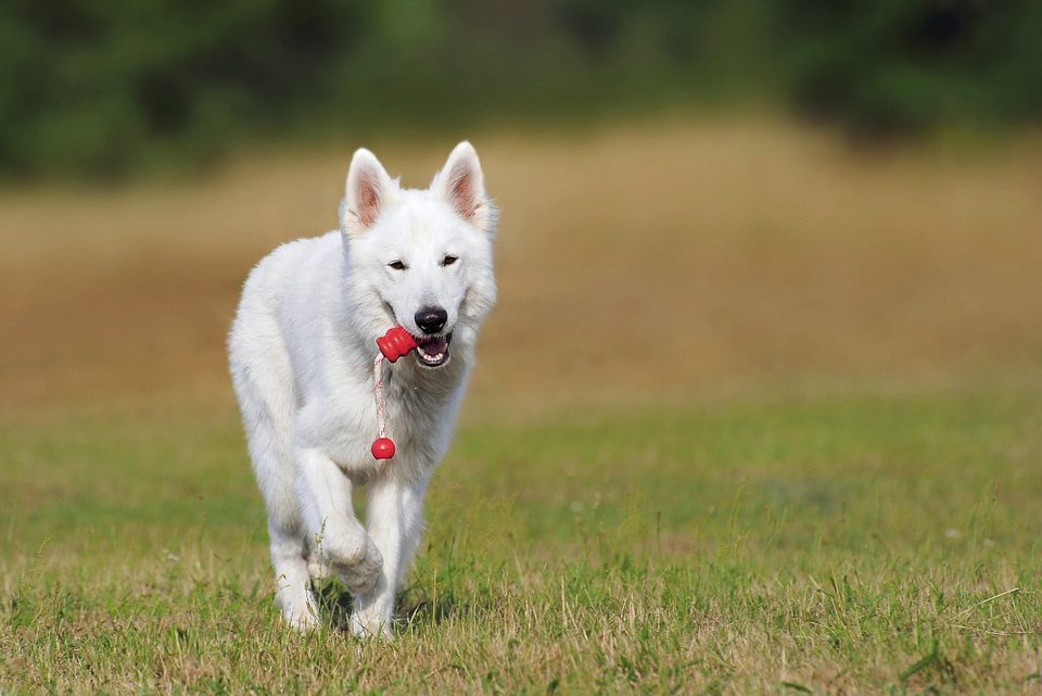 Beeztees: voor de verzorging van uw hond